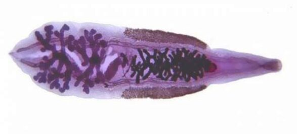 Sibiřská štěnice